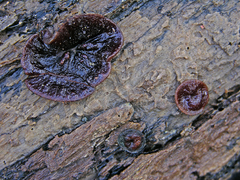 Ritrovamenti marted� 3 aprile.